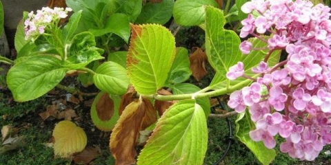 Bolesti hortenzije paniculate i njihova kontrola